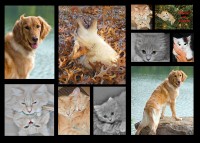 /album/pet-portraits/a5x7-pet-collage2-jpg/